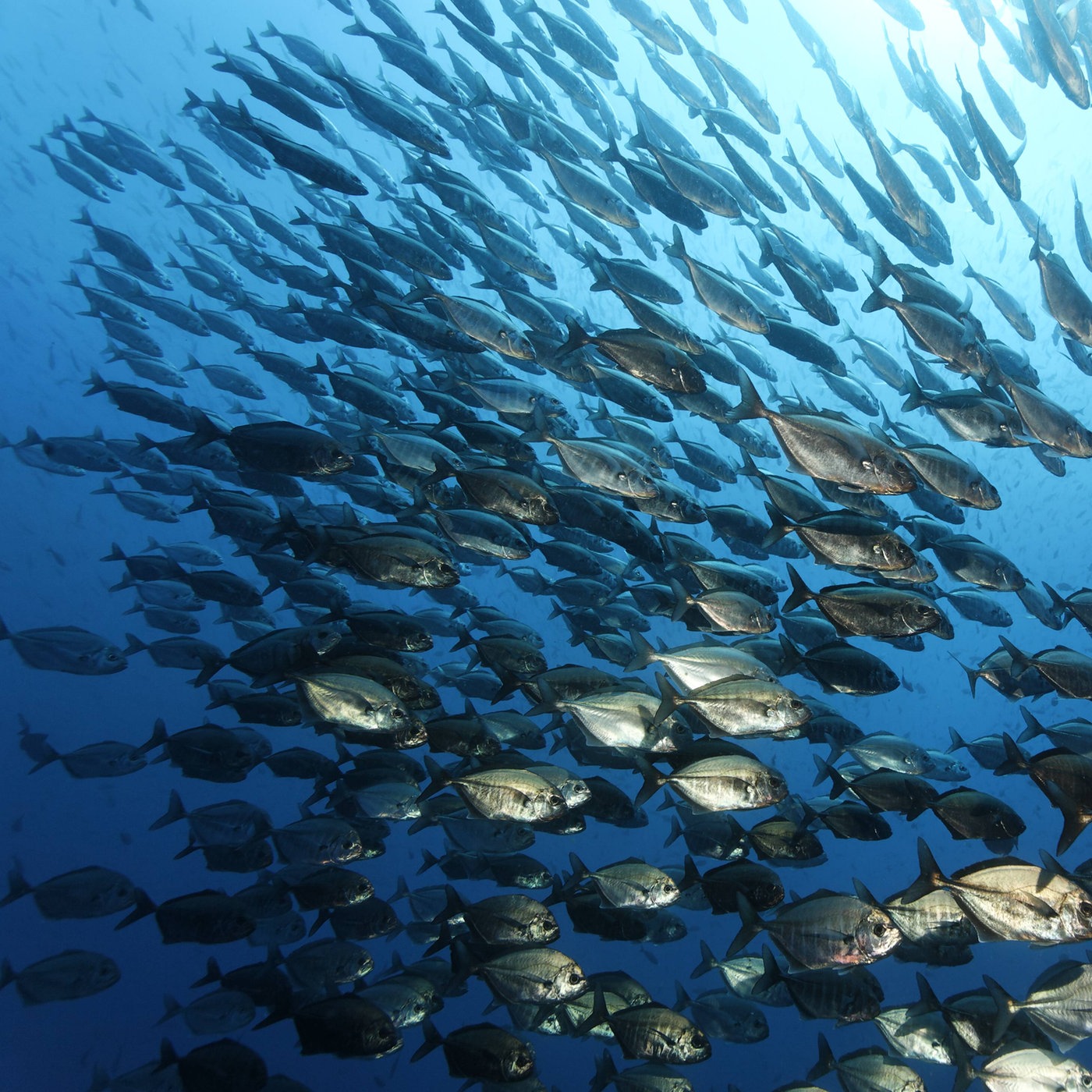 Ausdrucken klein zum fische 39 Fisch