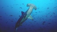 Ein Bogenstirn-Hammerhai schwimmt durch das weite blaue Meer.