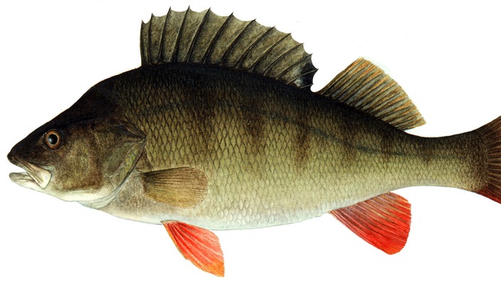 Illustration: Flussbarsch (Perca fluviatilis)