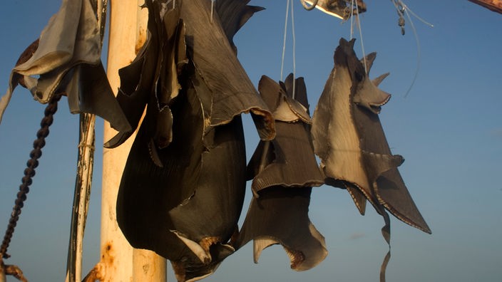 An einem Segel hängen Haifischflossen zum Trocknen