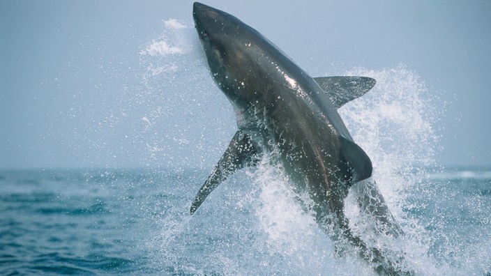 Ein großer Weißer Hai springt aus dem Wasser