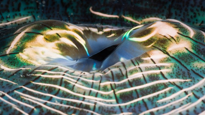Irisierender Mantel einer Riesen-Muschel