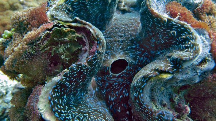Große Riesenmuschel, leicht geöffnet; sichtbar ist ihr violettes Inneres. | Bildquelle: Mauritius Große Riesenmuschel, leicht geöffnet; sichtbar ist ihr violettes Inneres.