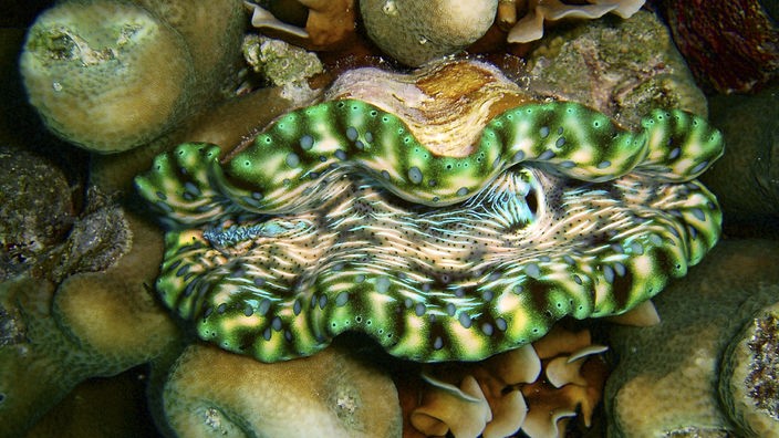 Riesenmuschel im australischen Great Barrier Reef.