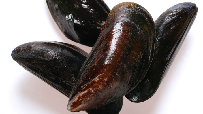 Fünf geschlossene Miesmuscheln vor weißem Hintergrund. | Bildquelle: wdr Fünf geschlossene Miesmuscheln vor weißem Hintergrund.