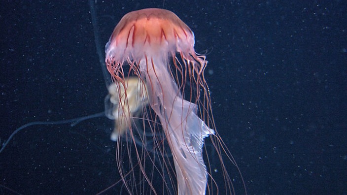 Über helltürkisem Boden und vor dunkelblauem Hintergrund schwimmt eine Qualle, die wie ein Pilz mit überlangem Stiel aussieht. Sie ist weiß und zart rot geädert, mit langen fadenartigen Tentakeln. | Bildquelle: Mauritius Über helltürkisem Boden und vor dunkelblauem Hintergrund schwimmt eine Qualle, die wie ein Pilz mit überlangem Stiel aussieht. Sie ist weiß und zart rot geädert, mit langen fadenartigen Tentakeln.