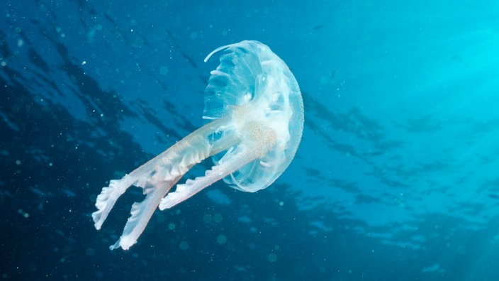 Eine weiß leuchtende Qualle, die wie ein schräg liegender Schirmpilz durch das dunkelblaue Wasser segelt. | Bildquelle: Mauritius Eine weiß leuchtende Qualle, die wie ein schräg liegender Schirmpilz durch das dunkelblaue Wasser segelt.