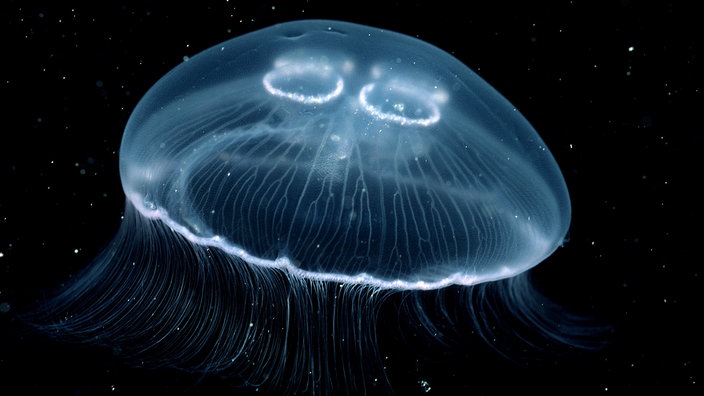 Eine Qualle, die wie eine gläserne Glocke aus zartem transparentem Glas schwebt, hell, sternförmig durchädert mit hauchdünnen Tentakeln. | Bildquelle: Mauritius Eine Qualle, die wie eine gläserne Glocke aus zartem transparentem Glas schwebt, hell, sternförmig durchädert mit hauchdünnen Tentakeln.