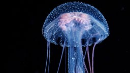 Transparente Qualle, die wie ein langstieliger Pilz, mit Tausenden leuchtender Pünktchen übersät, im tiefschwarzen Meer schwimmt.