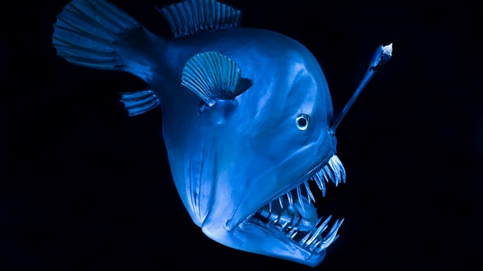 Modell eines Schwarzanglers. | Bildquelle: Mauritius/Helmut Corneli Modell eines Schwarzanglers.