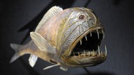 Für Ausstellung präparierter Fangzahnfisch