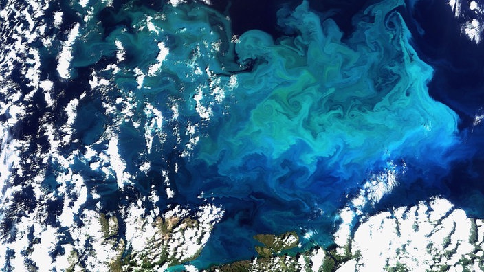 Satellitenaufnahme einer riesigen Planktonblüte im Norden Europas | Bildquelle: dpa Satellitenaufnahme einer riesigen Planktonblüte im Norden Europas