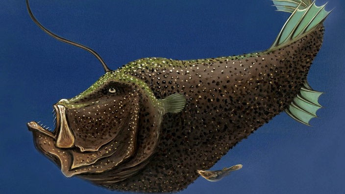 Zeichnung eines Anglerfisch-Weibchens, an dem sich hinten ein Männchen festgebissen hat