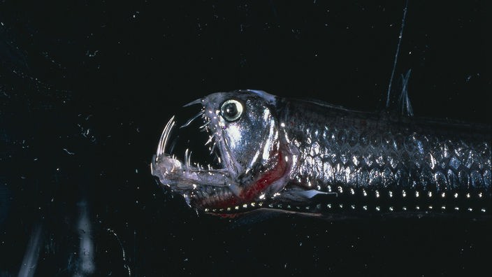 Ein bizarr aussehender Tiefseefisch mit langen Zähnen in dunklem Wasser. Es handelt sich um einen Viperfisch.