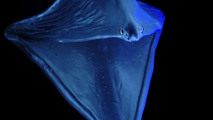Pelikanaal (Eurypharynx pelecanoides) | Bildquelle: picture alliance / dpa / Sven Tränkner Pelikanaal (Eurypharynx pelecanoides)