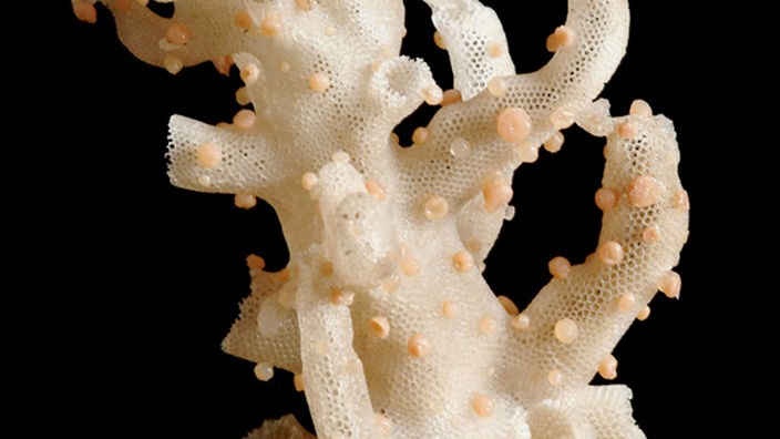 Das Skelett eines Glasschwamms mit Korallenbewuchs.