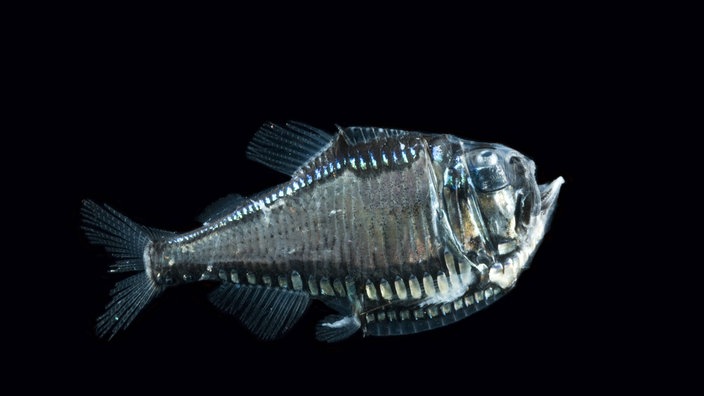 Beilfisch | Bildquelle: Imago/Bluegreen Pictures Beilfisch