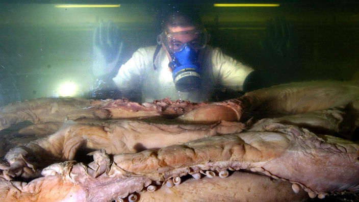 Ein Wissenschaftler mit Atemmaske schaut in einen Glaskasten, in dem sich die Tentakel eines Riesenkalmars befinden.