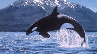 Orca springt aus dem Wasser.