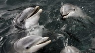 Delfine schwimmen im Delfinarium