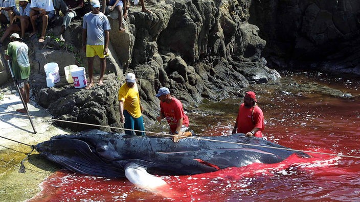 Walfänger lassen einen gefangenen Wal am Ufer der Insel Bequia in der Karibik ausbluten.