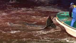 Delfine mit Seilen um die Schwanzflosse hängen an einem Boot, das Wasser ist rot vom Blut der Tiere.