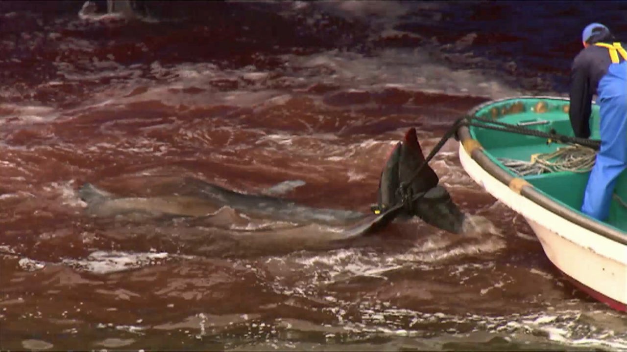 Delfine mit Seilen um die Schwanzflosse hängen an einem Boot, das Wasser ist rot vom Blut der Tiere.