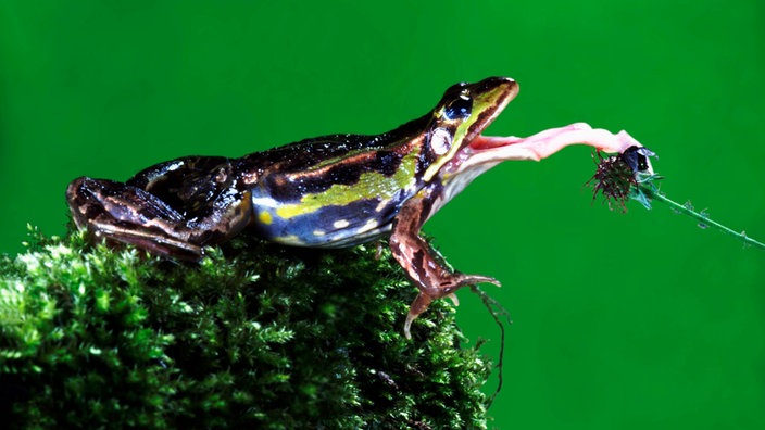 Ein Frosch frisst eine Fliege. | Bildquelle: picture alliance / imageBROKER / F. Rauschenbach Ein Frosch frisst eine Fliege.