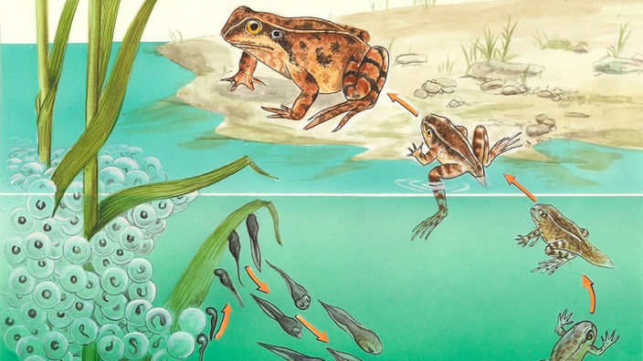 Zeichnung: Die verschiedenen Entwicklungsstufen eines Grasfroschs mit Laich, Kaulquappen und Frosch