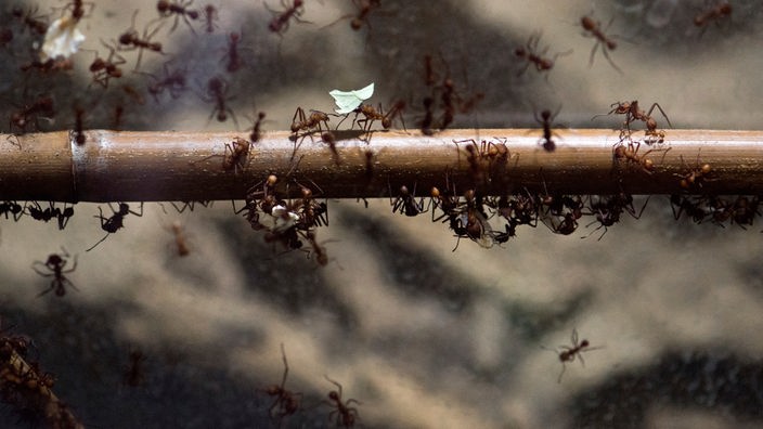 Blattschneiderameisen laufen über einen Ast, eine Ameise trägt ein Stück Blatt