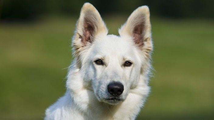 Porträt eines Weißen Schäferhundes im Grünen