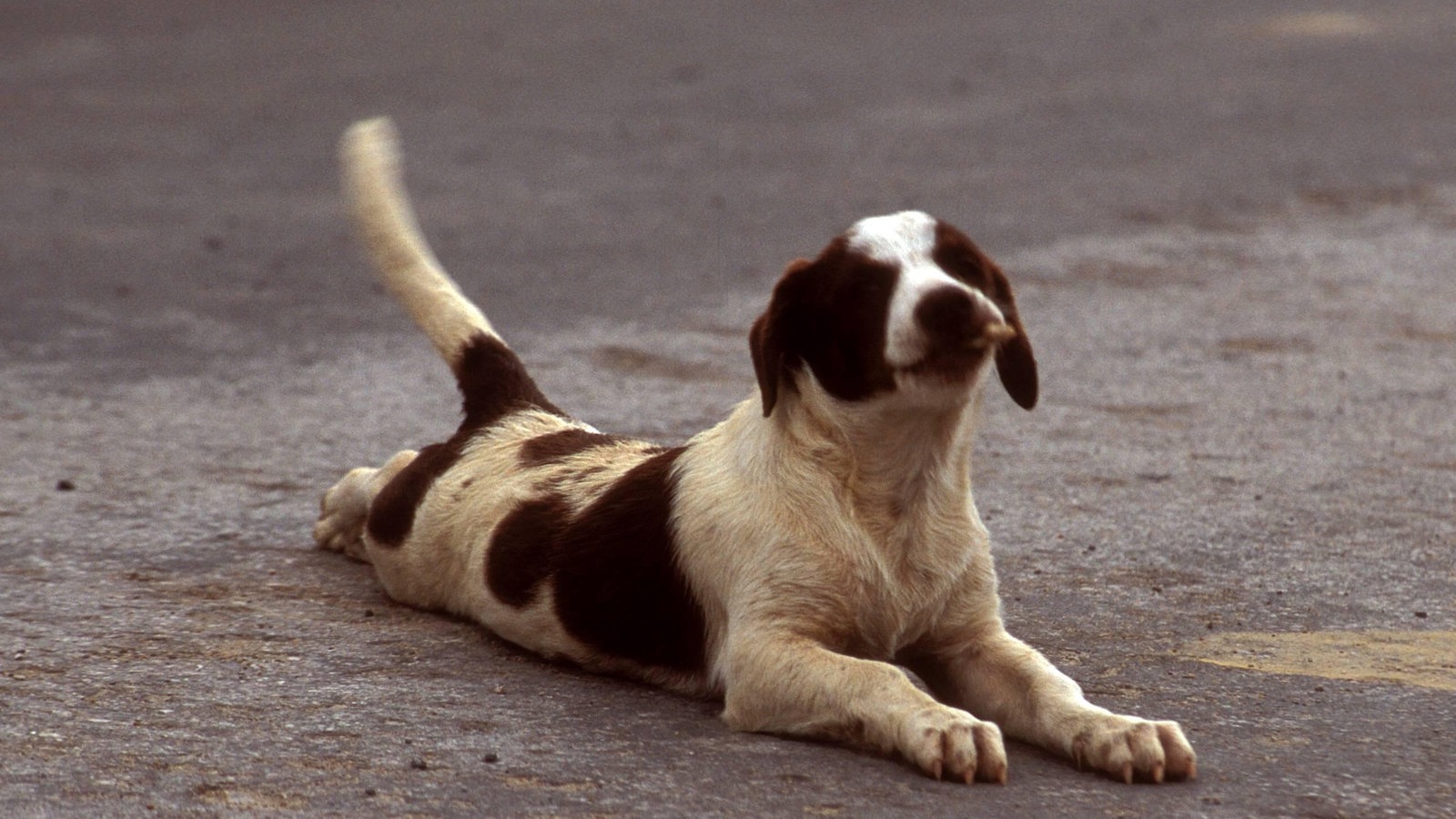 Sprache Der Tiere Die Körpersprache Der Hunde Tierwelt