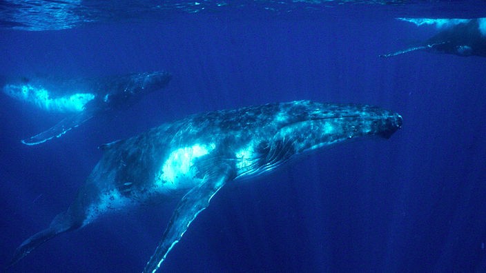 Unterwasseraufnahme eines Buckelwals