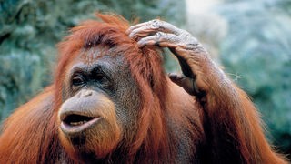 Ein Orang-Utan kratzt sich am Kopf