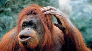 Ein Orang-Utan kratzt sich am Kopf