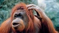 Ein Orang-Utan kratzt sich am Kopf