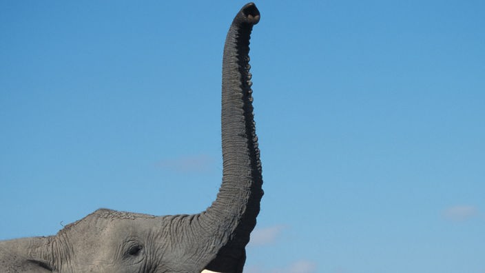 Ein Elefant hebt seinen Rüssel in die Luft