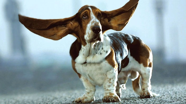 Ein Basset Hound, dessen große Ohren in die Luft fliegen