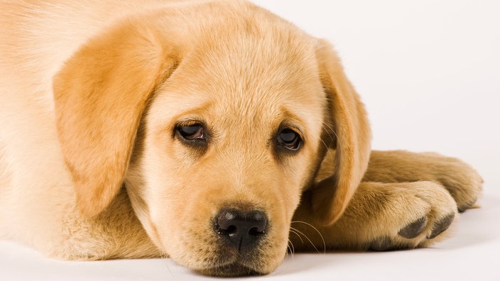 Ein Labrador Retriever Welpe liegt auf weißem Boden | Bildquelle: WDR / dpa Ein Labrador Retriever Welpe liegt auf weißem Boden