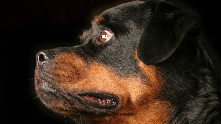 Symbolbild der Rasse Rottweiler | Bildquelle: WDR / mauritius images Symbolbild der Rasse Rottweiler