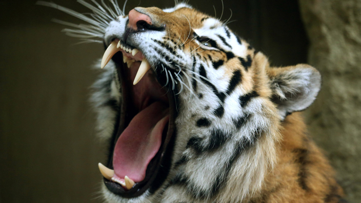 Ein Sibirischer Tiger zeigt sein Raubtiergebiss