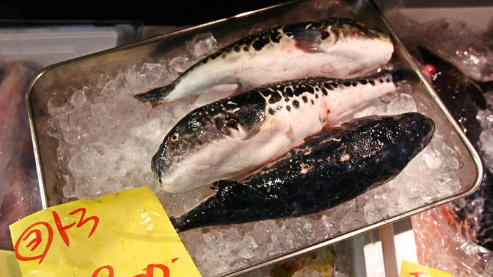 Auf Eis liegend warten giftige Kugelfische (Fugo) auf dem Fischmarkt in Tokio auf Käufer | Bildquelle: picture-alliance/ dpa/dpaweb Auf Eis liegend warten giftige Kugelfische (Fugo) auf dem Fischmarkt in Tokio auf Käufer