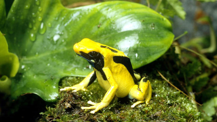 Ein Pfeilgiftfrosch sitzt auf Moos vor einem Blatt | Bildquelle: dpa Ein Pfeilgiftfrosch sitzt auf Moos vor einem Blatt