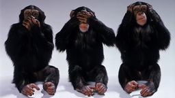 Drei Affen, die nebeneinander sitzen und die berühmte Affenpose nachstellen. Einer hält sich die Hände vor das Gesicht, einer vor den Mund und einer an die Ohren.