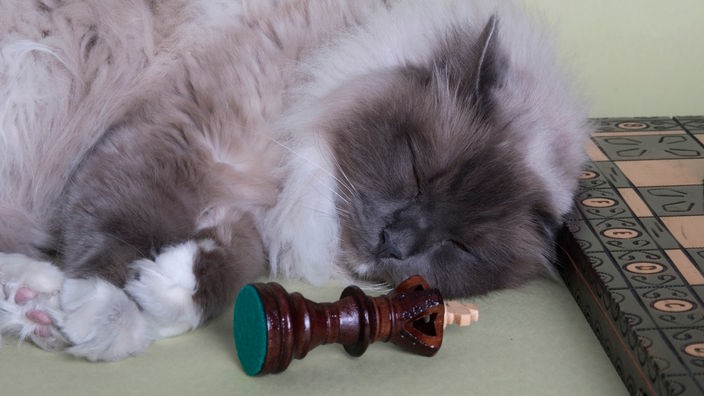 Schlafende Katze vor einem Schachbrett
