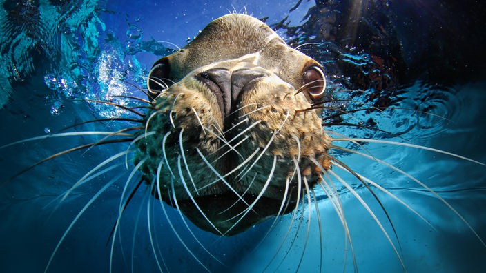 Ein Seelöwe schaut unter Wasser in die Kamera