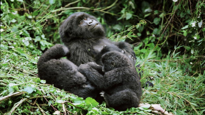 Drei Berggorillas im Mgahinga Nationalpark in Uganda | Bildquelle: Mauritius Drei Berggorillas im Mgahinga Nationalpark in Uganda