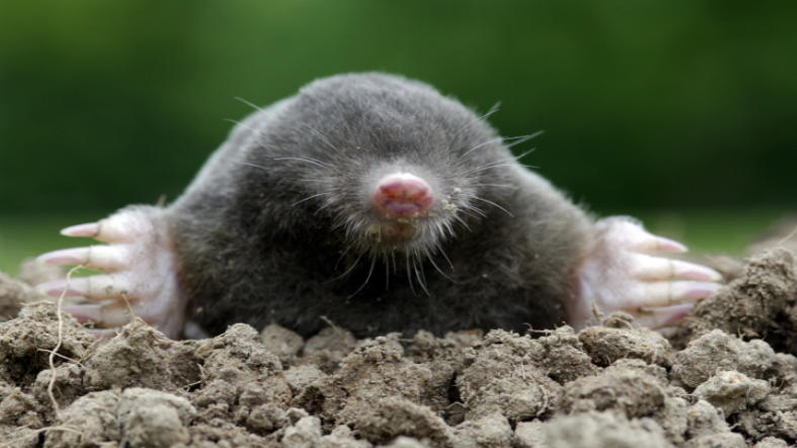 Sex im Tierreich: Sexuelle Gewalt - Tierwelt - Natur - Planet Wissen