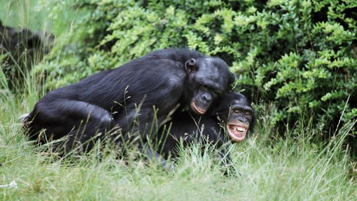 Zwei Bonobos bei der Paarung