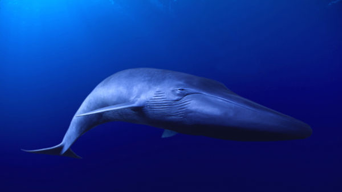 Unterwasserfoto eines Blauwals